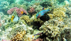marsa imbarak1